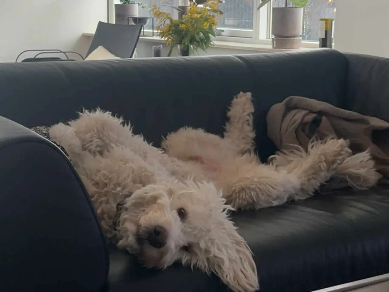Billede 5 - Multigen Labradoodle hvalpe sælges