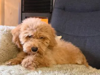 ❤️ Søde Maltipoo-hvalpe klar til nye kærlige hjem  - 2