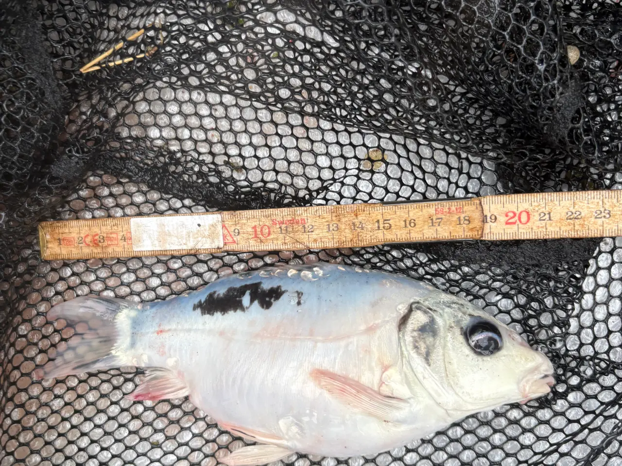 Billede 15 - Fisk / guldfisk 