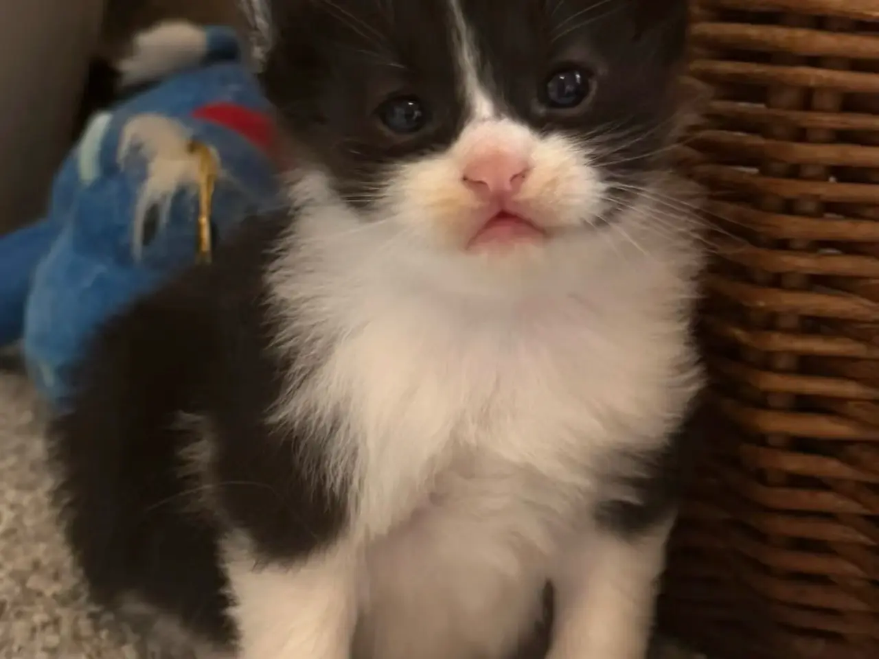Billede 1 - 🖤Nuttet Maine Coon/Ragdoll hankilling🖤
