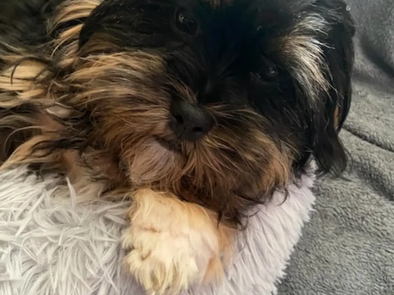 Billede 2 - Shih Tzu/ bichon havanais