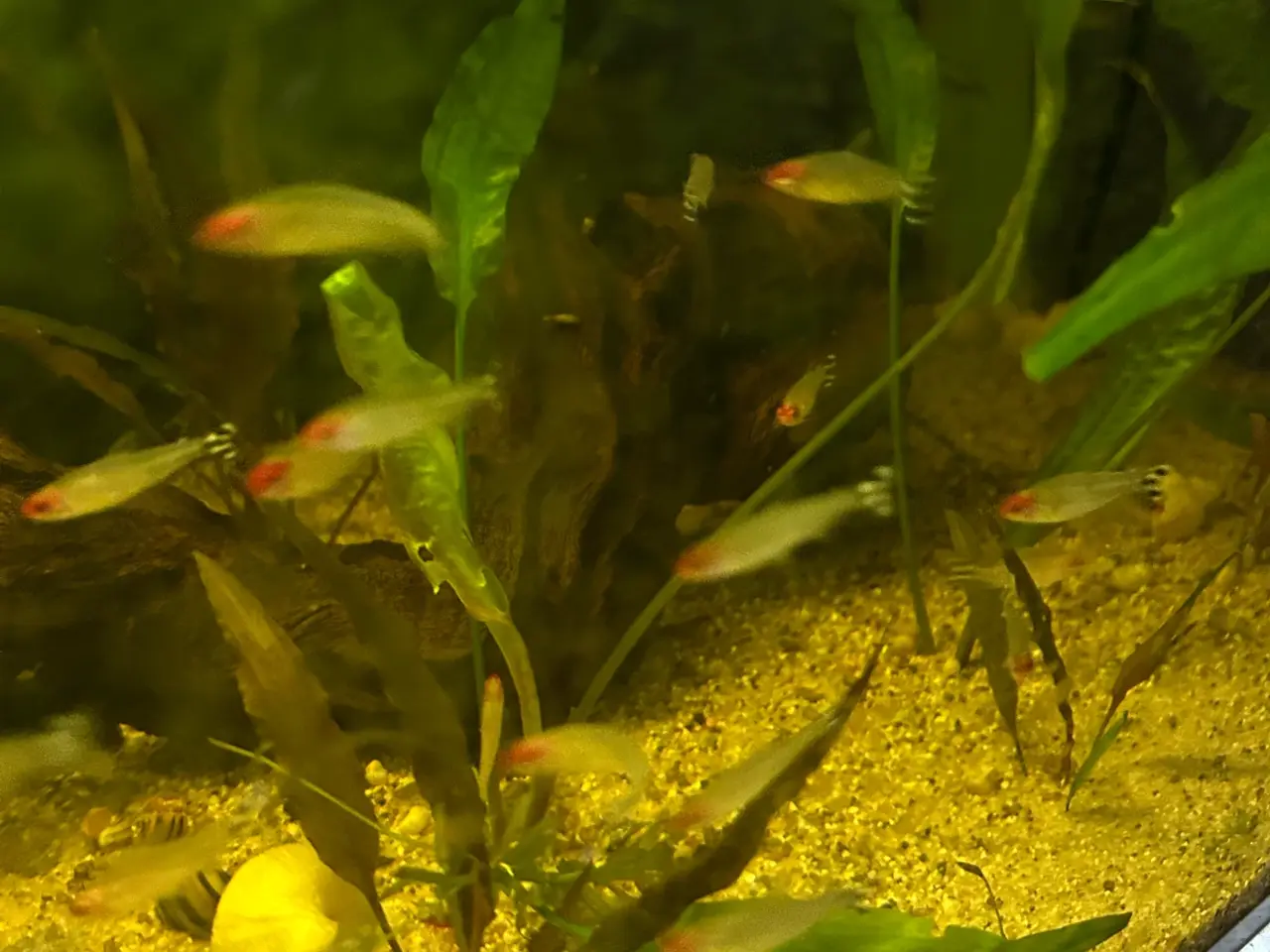 Billede 7 - 🔥🐟 Rødnæsetetra – perfekte stimefisk til akvarie
