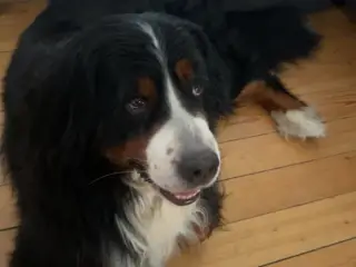 Berner sennen 