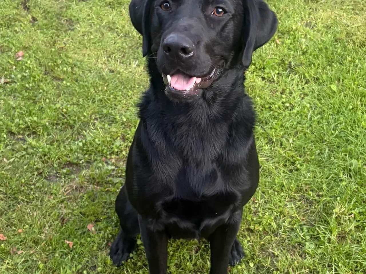 Billede 3 - Formel 1 Labrador hvalpe søger familier i uge 42