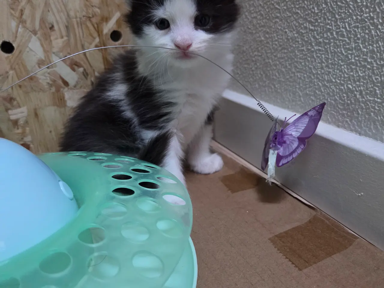 Billede 3 - Maine coon pige 