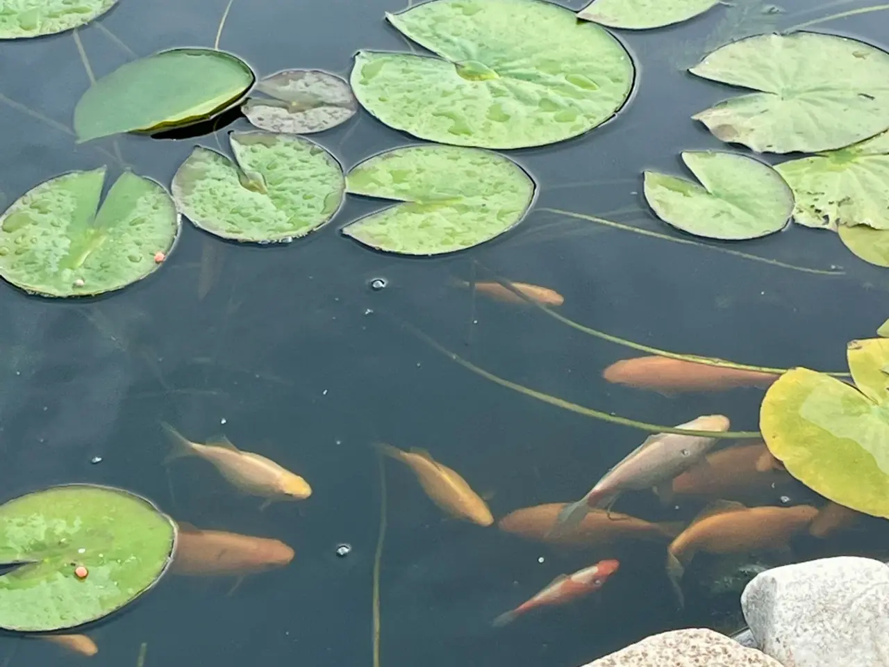 Billede 4 - Store flotte guldfisk