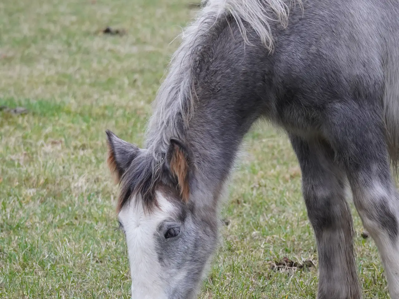 Billede 3 - Irish cob hingsteføl fra maj 2025