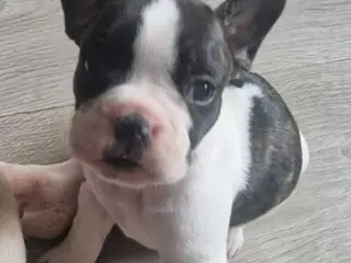 Fransk bulldog hvalpe
