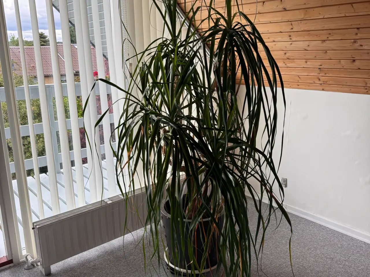 Billede 1 - Elefantfod plante 