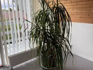 Elefantfod plante 