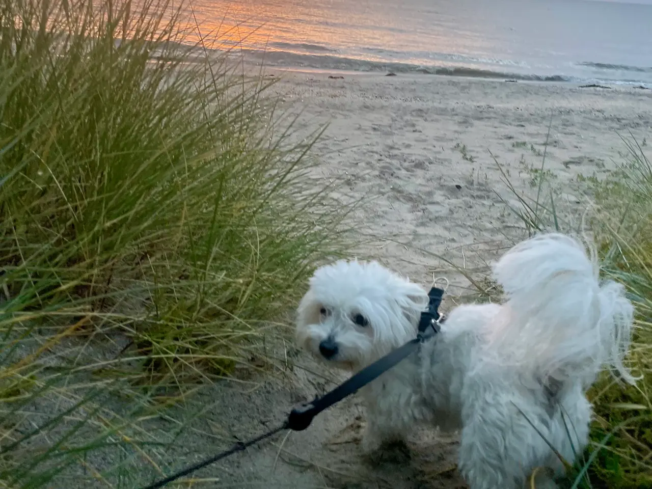 Billede 2 - ❤️ Maggie søger sit nye hjem❤️