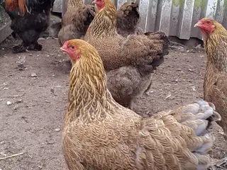 Brahma