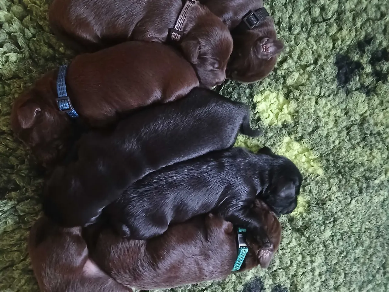 Billede 2 - Flatcoated Retriever hvalpe 