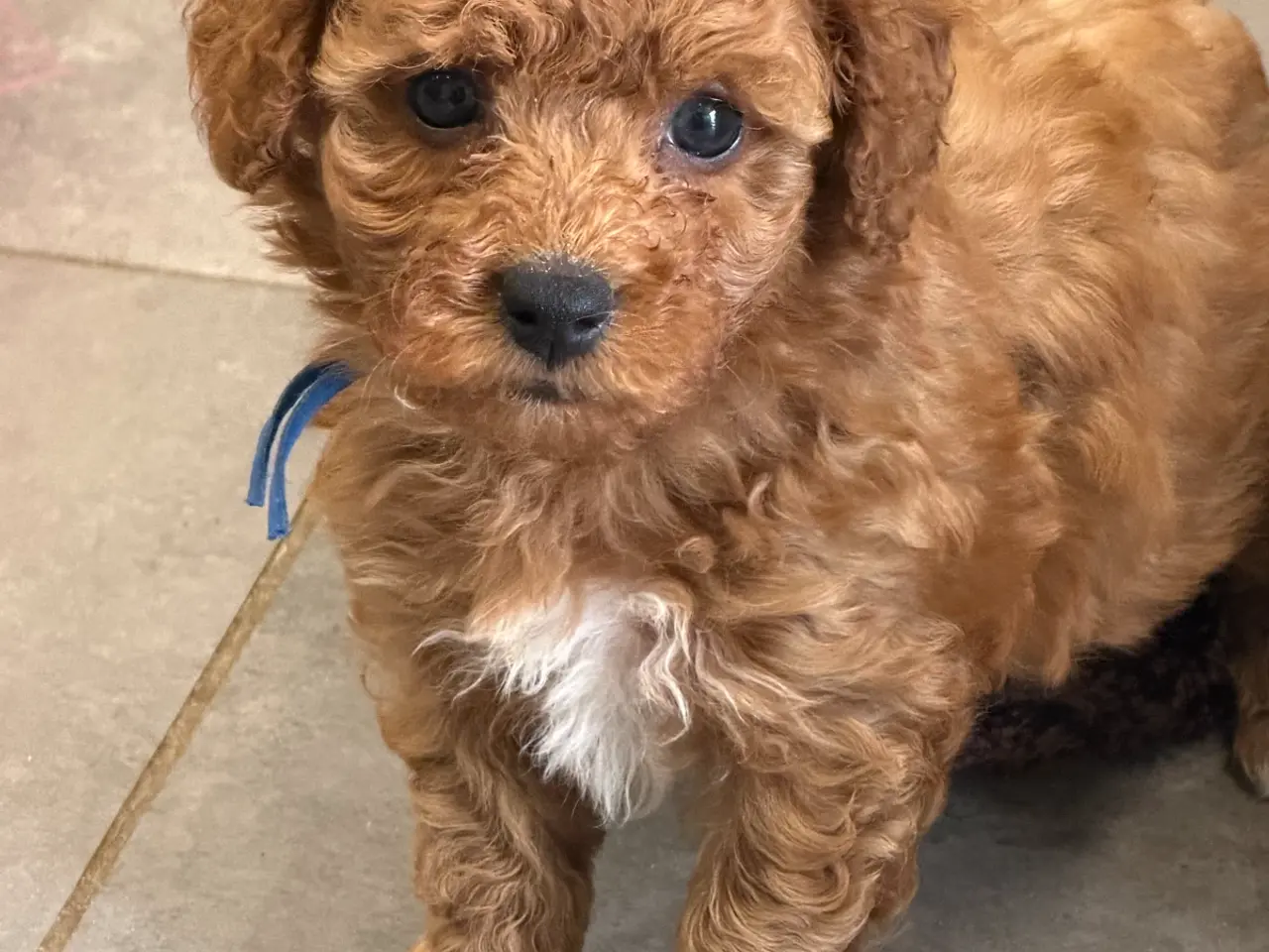 Billede 10 - 🐶☀️ Skønne Cavapoo-hvalpe søger deres kommende fa