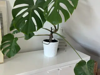 Stor Monstera plante i hvid potte