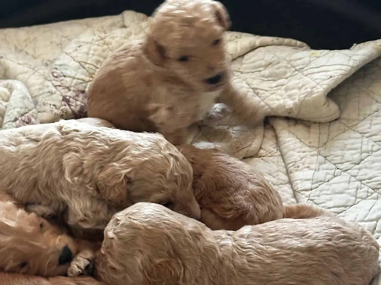 Billede 8 - Servicehund - Mød den fantastiske shapendoodle - 