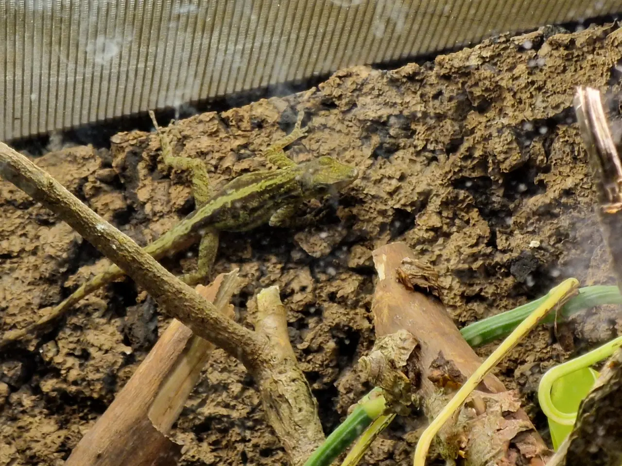 Billede 3 - Anolis roquet salinei 1,1