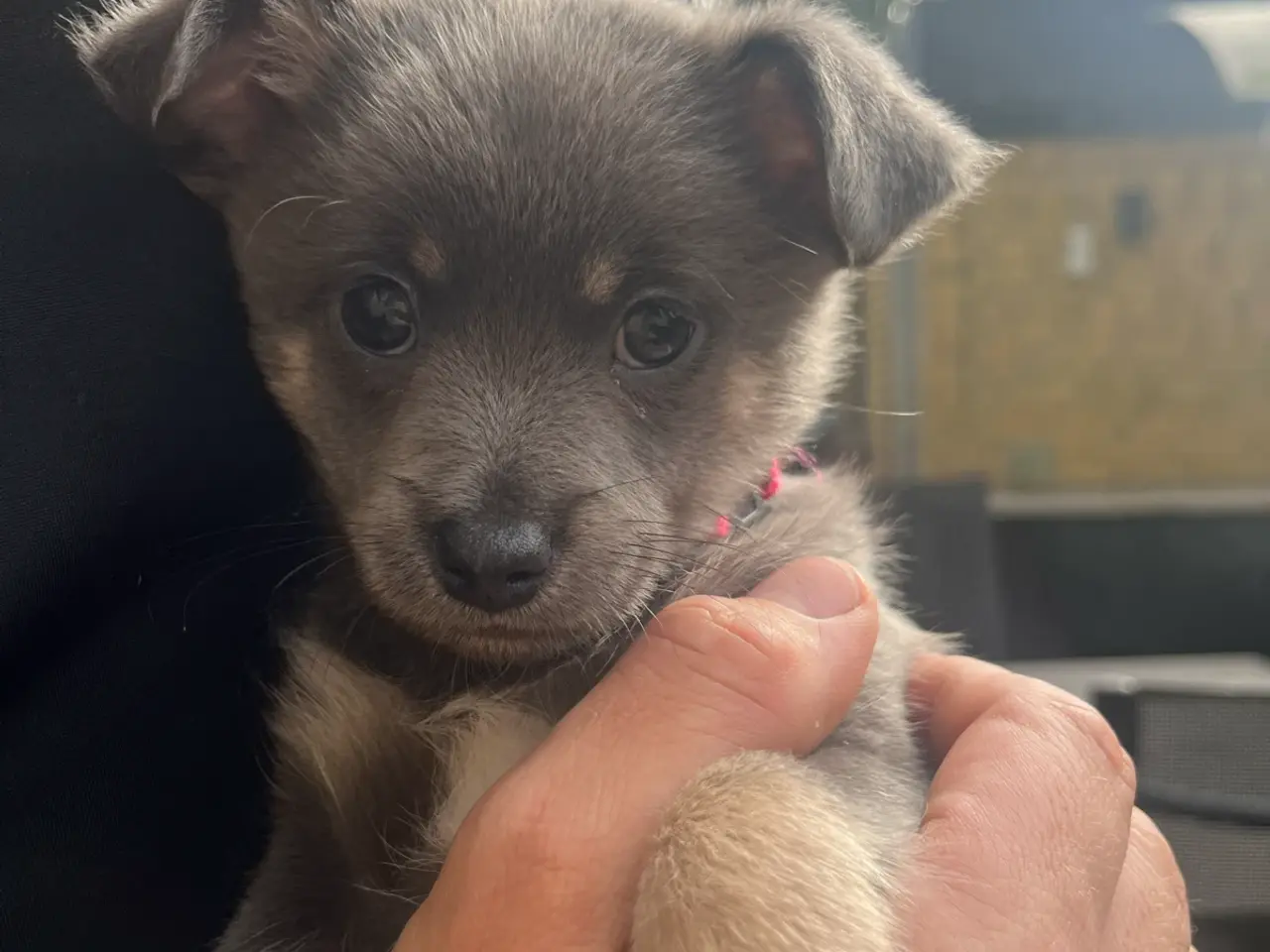 Billede 7 - Lækre pomchi hvalp Tæve
