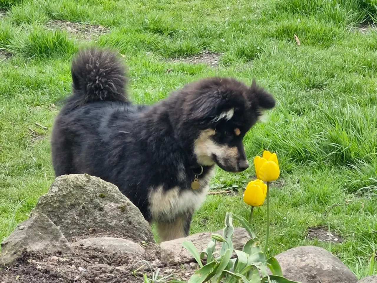 Billede 3 - Louie (ren finsk lapphund) søger nyt hjem
