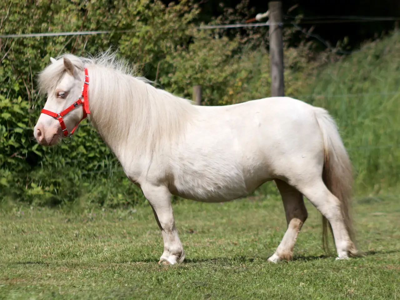 Billede 6 - Cremello broget shetlandspony hoppe, mini str.