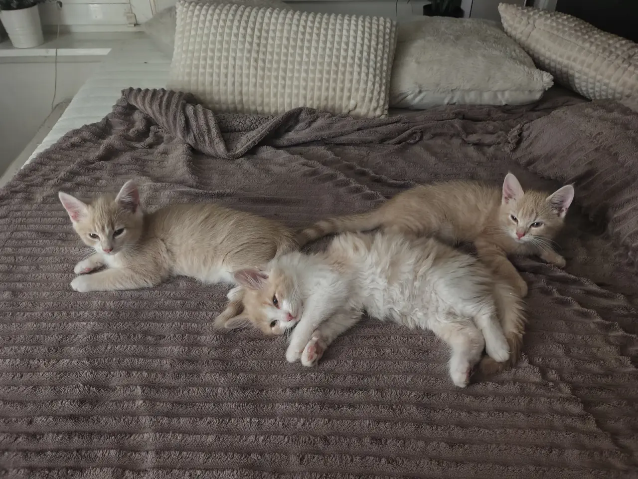 Billede 4 - Main Coon / Ragdoll blanding