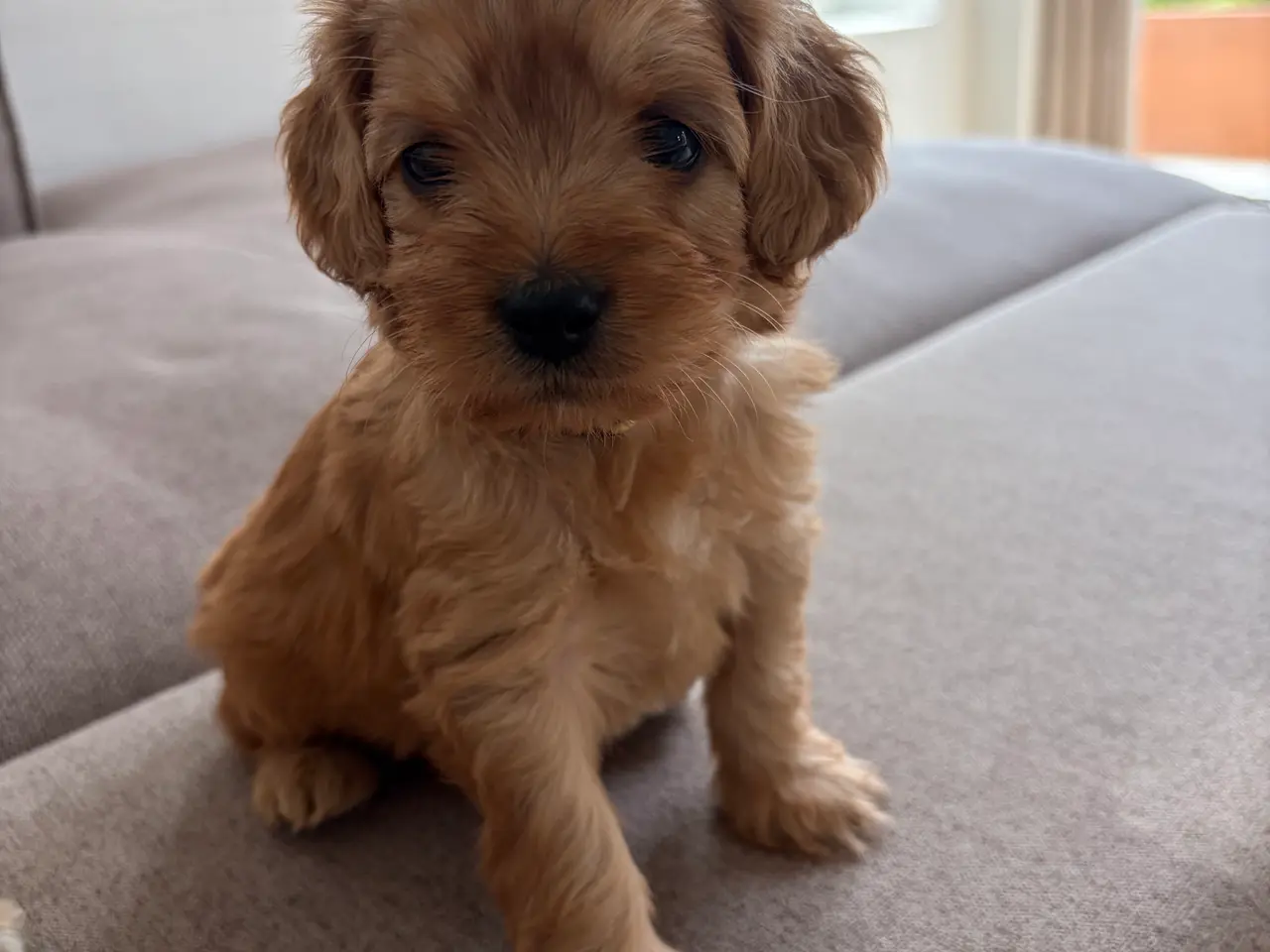 Billede 7 - Doodle hundehvalpe til salg🐶