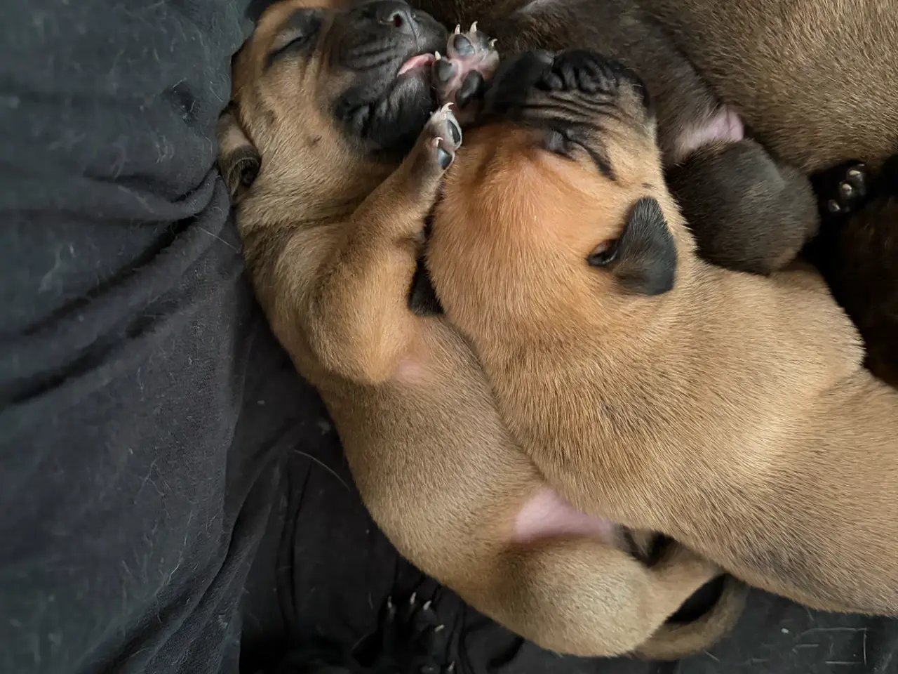 Billede 2 - Bullmastiff hvalpe