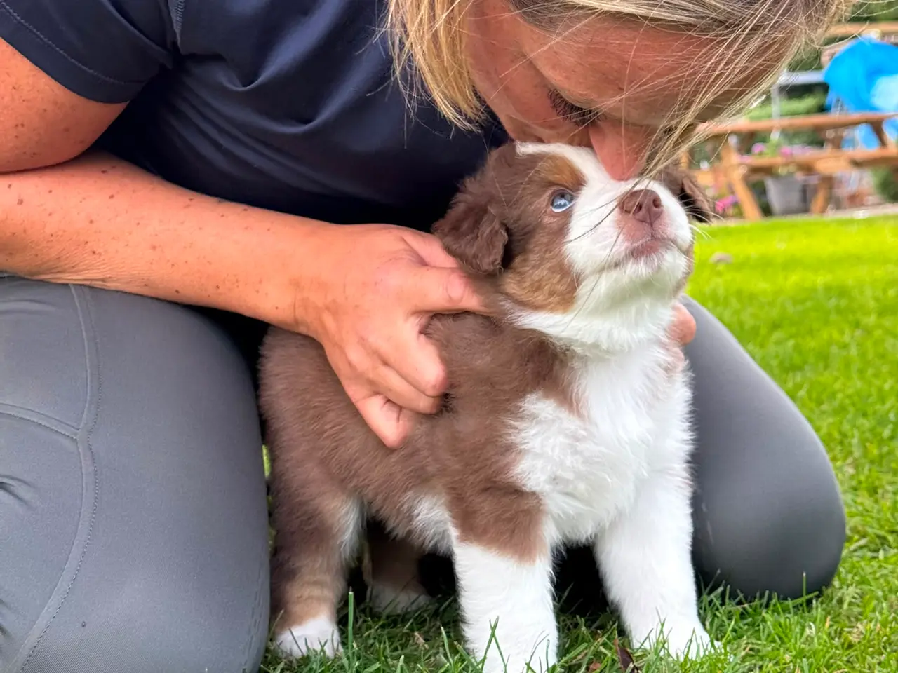Billede 8 - Miniature American Shepherd hvalpe