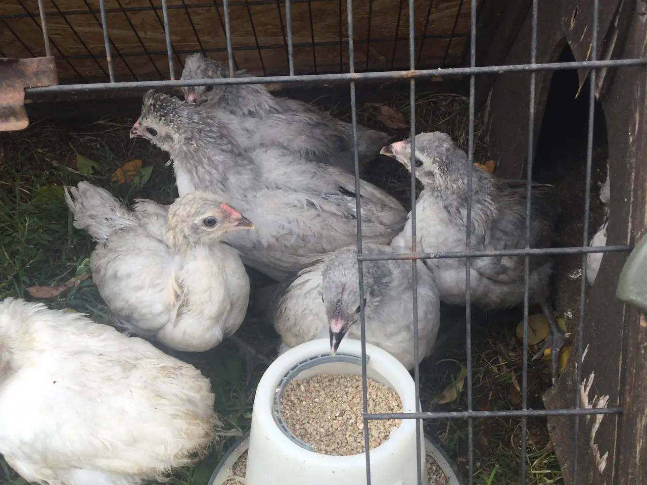 Billede 4 - Engelsk Araucana