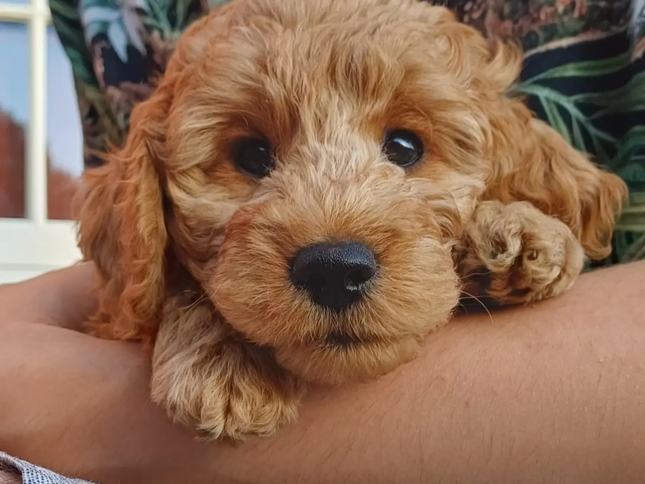 Billede 3 - Cockapoo hvalpe
