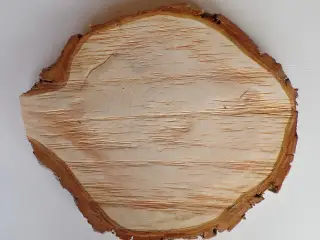 NY Thuja Træskive med bark 32,5 cm lang