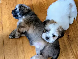 2 blandingshvalpe tilbage, klar i dag, lille hund