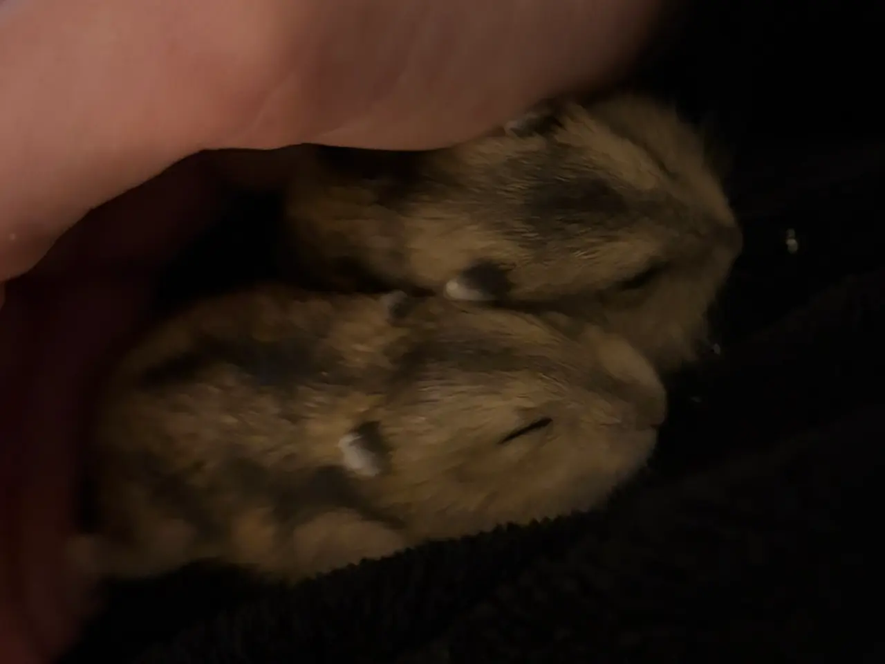 Billede 3 - Djungarian hamsters