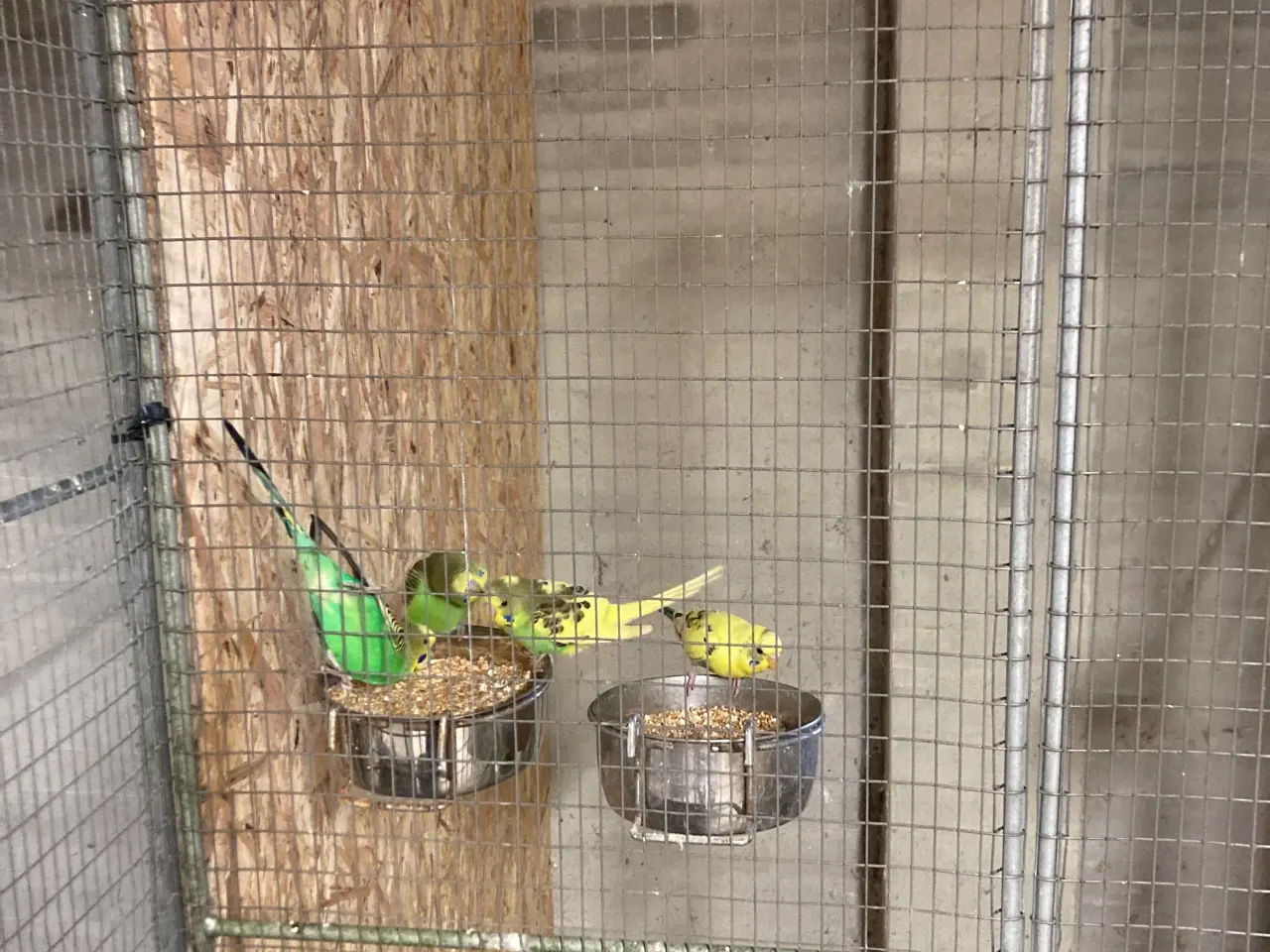 Billede 3 - Undulater voksne 1år mange flotte mange hunne
