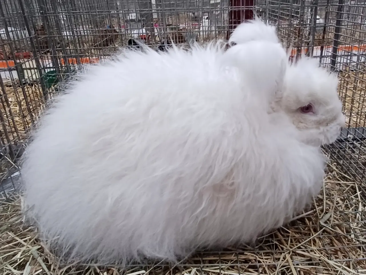 Billede 5 - Angora kanin unger
