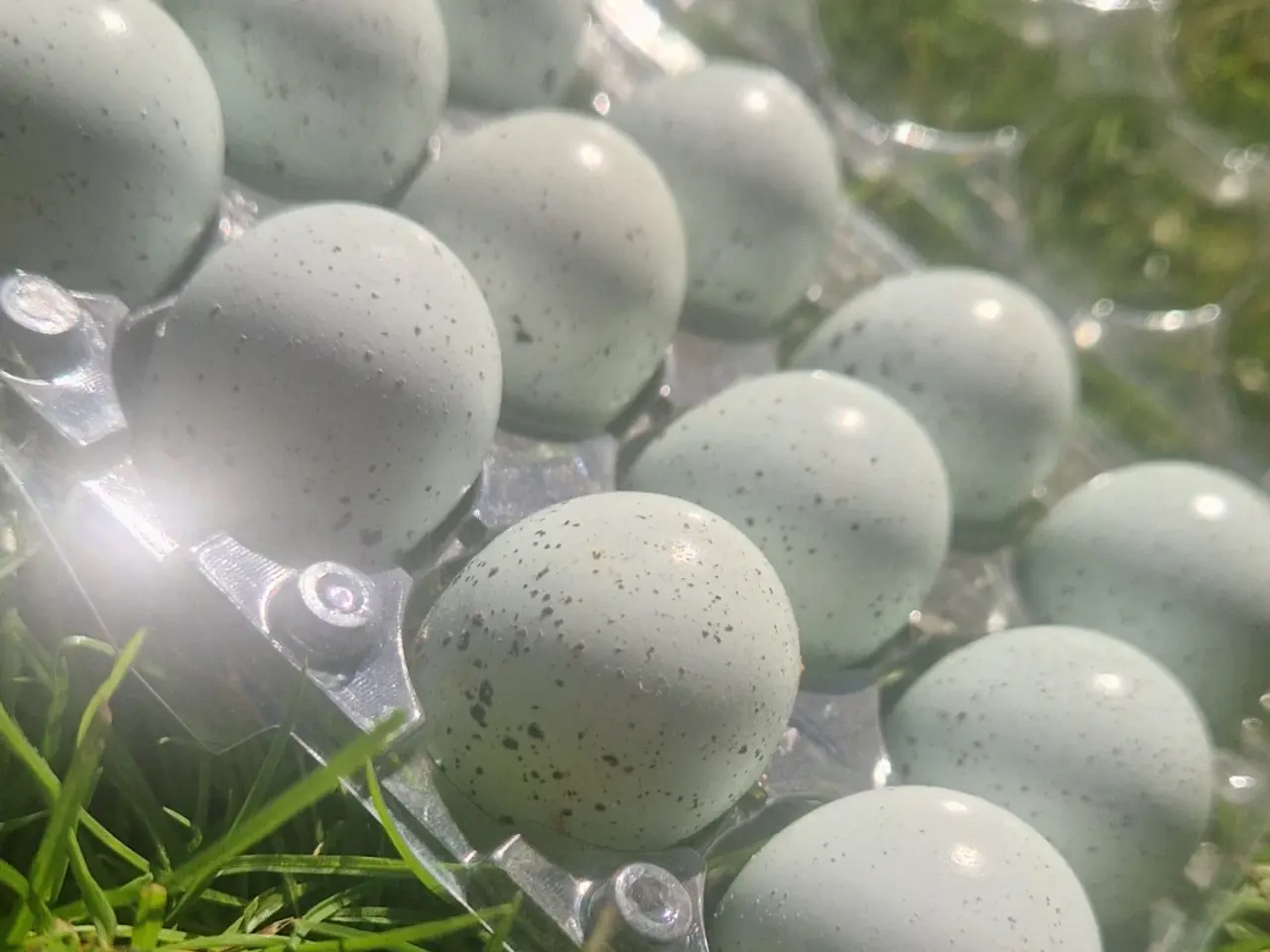 Billede 2 - Celadon vagtel rugeæg