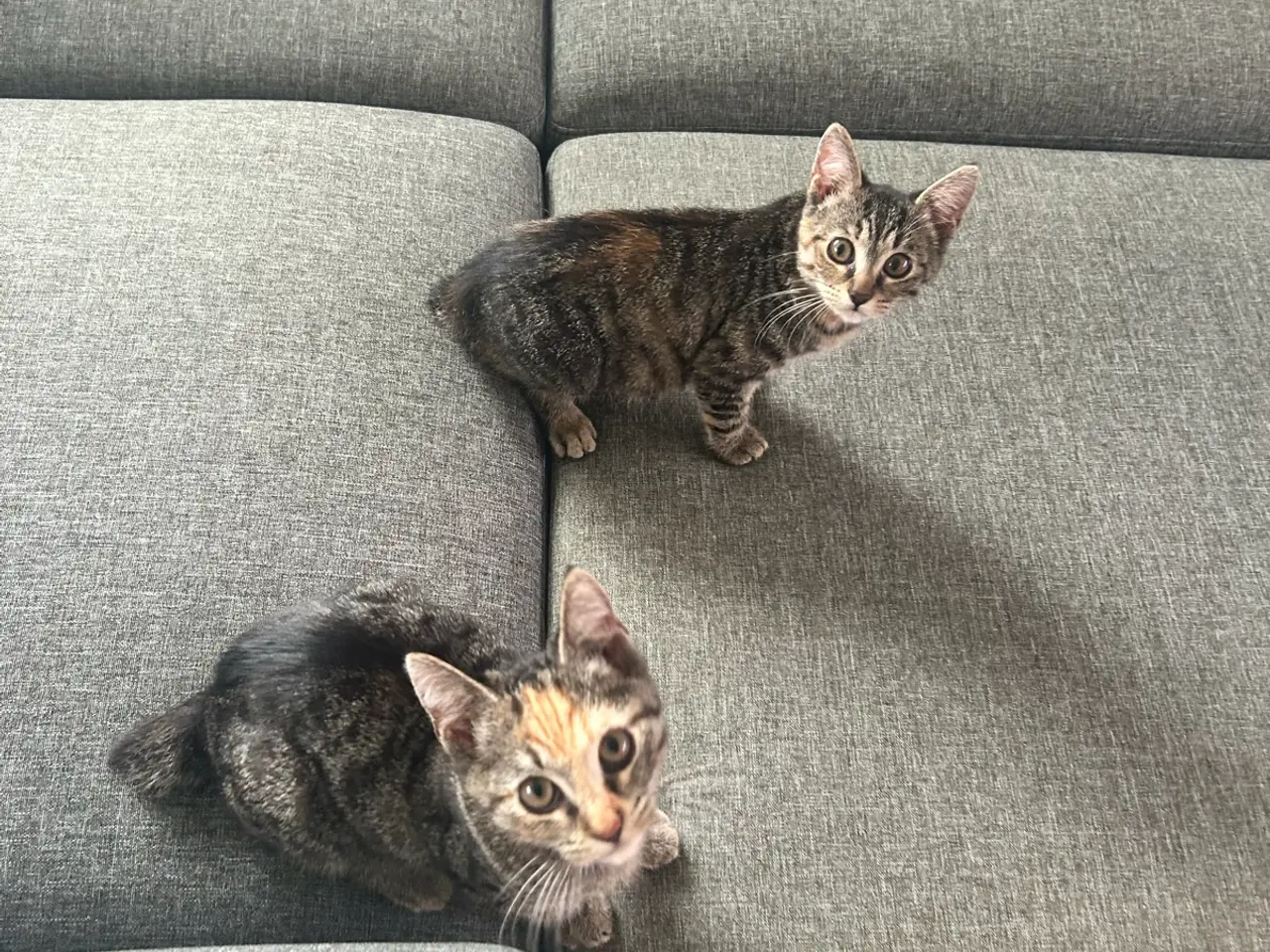Billede 8 - To søde Katte killinger