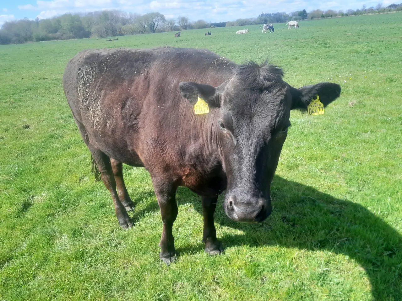 Billede 3 - Wagyu i alle aldre.