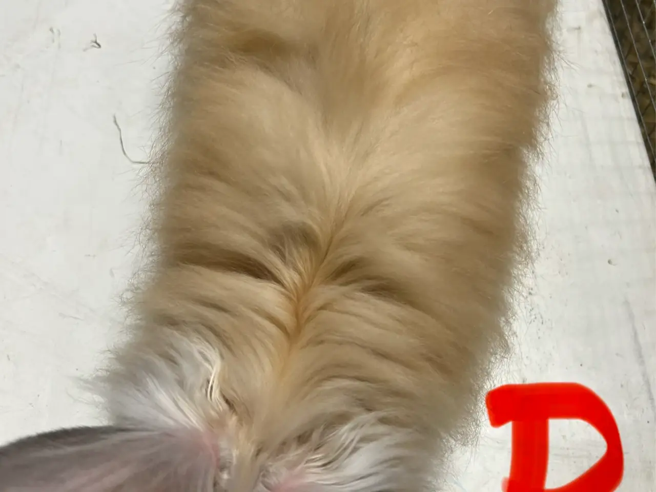 Billede 3 - Smukke Angora kanin unger