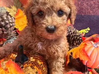 Skønne mini Maltipoo hvalpe - 5