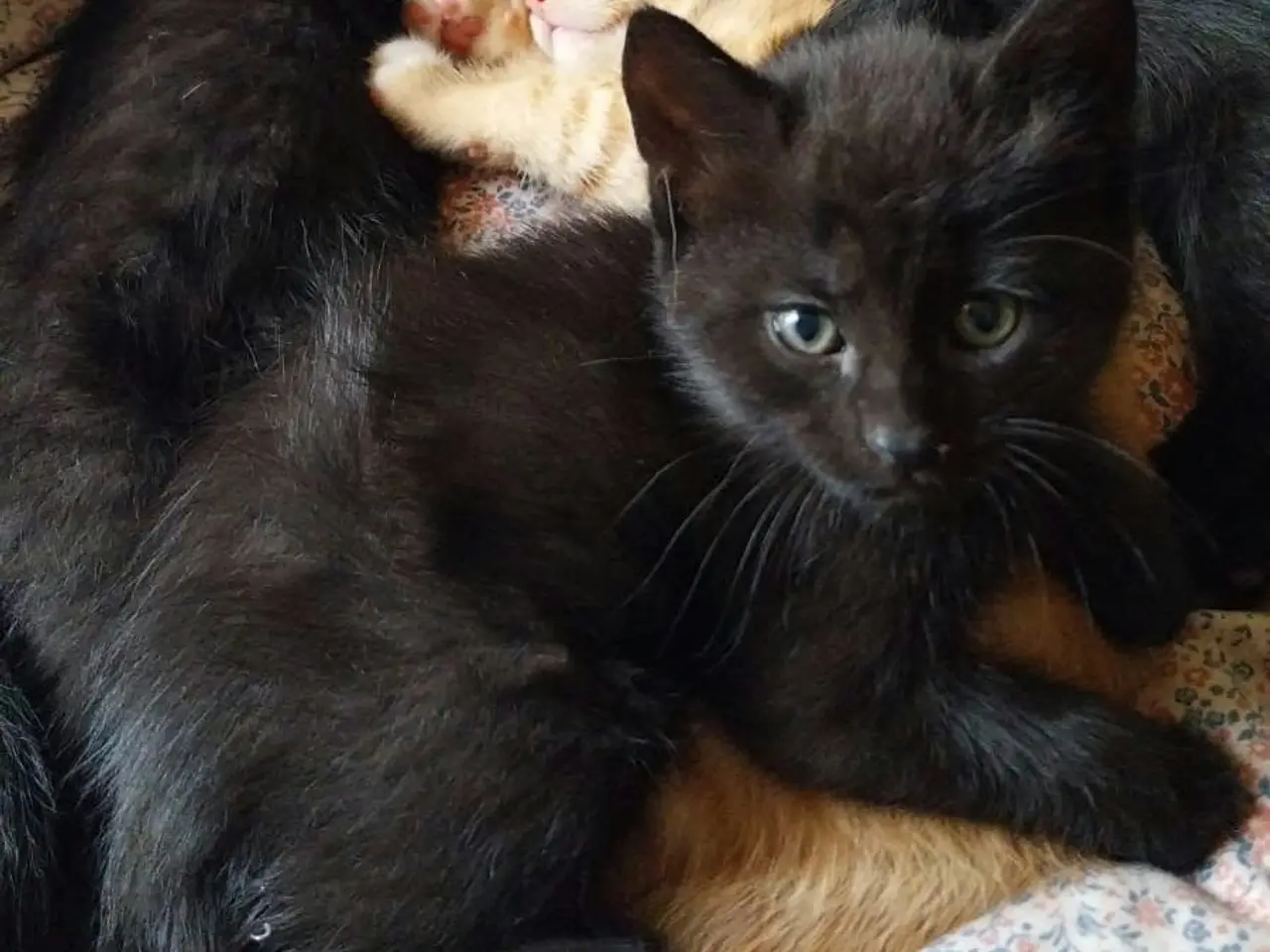 Billede 1 - Persian mix black kittens