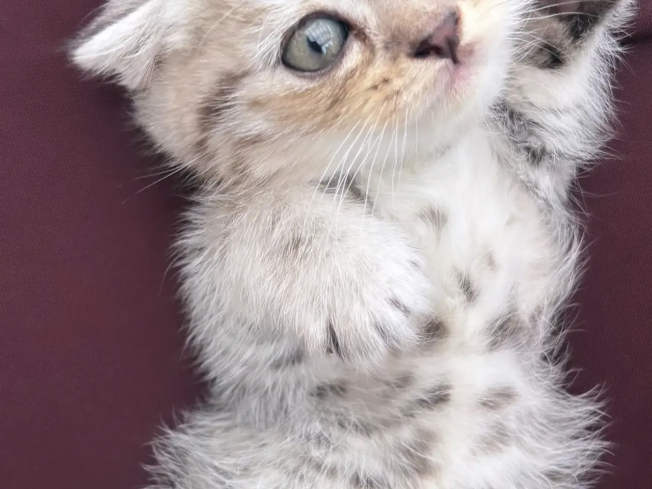 Billede 6 - British short hair& Scottish fold long hair silver