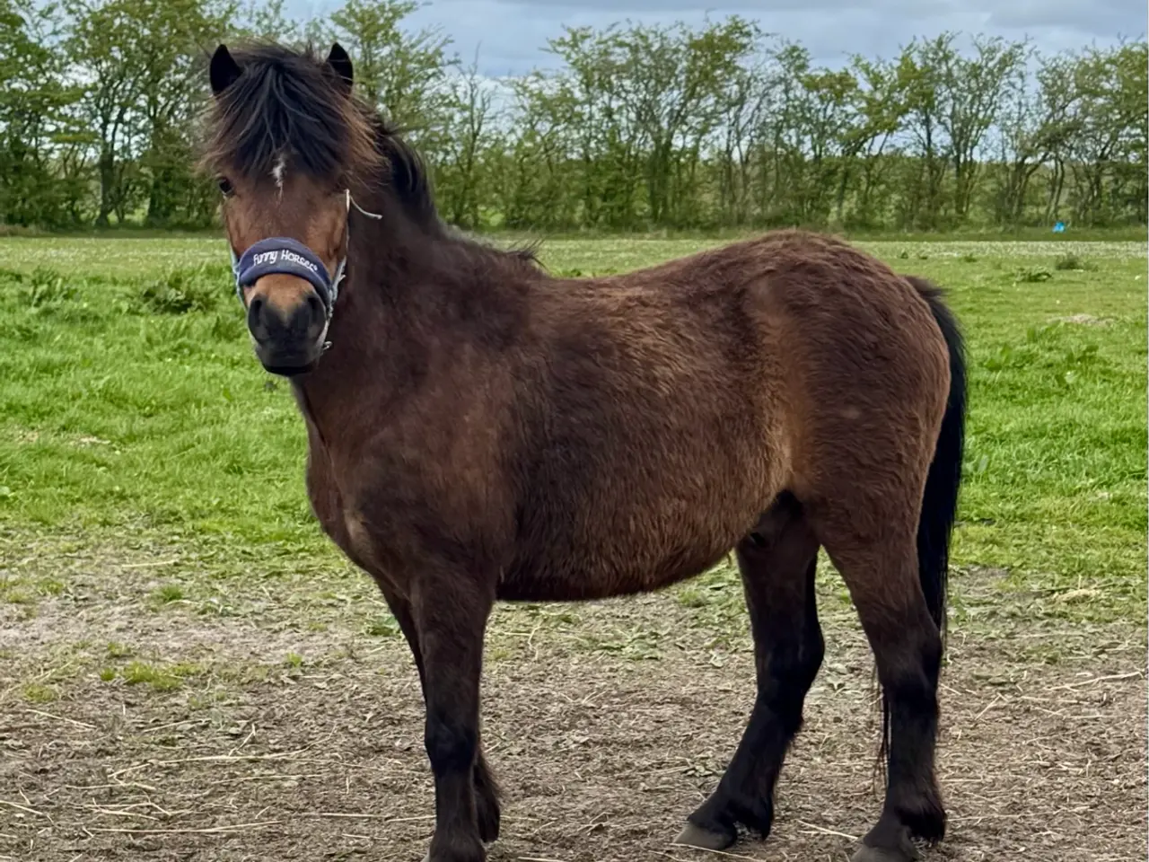 Billede 2 - Pony