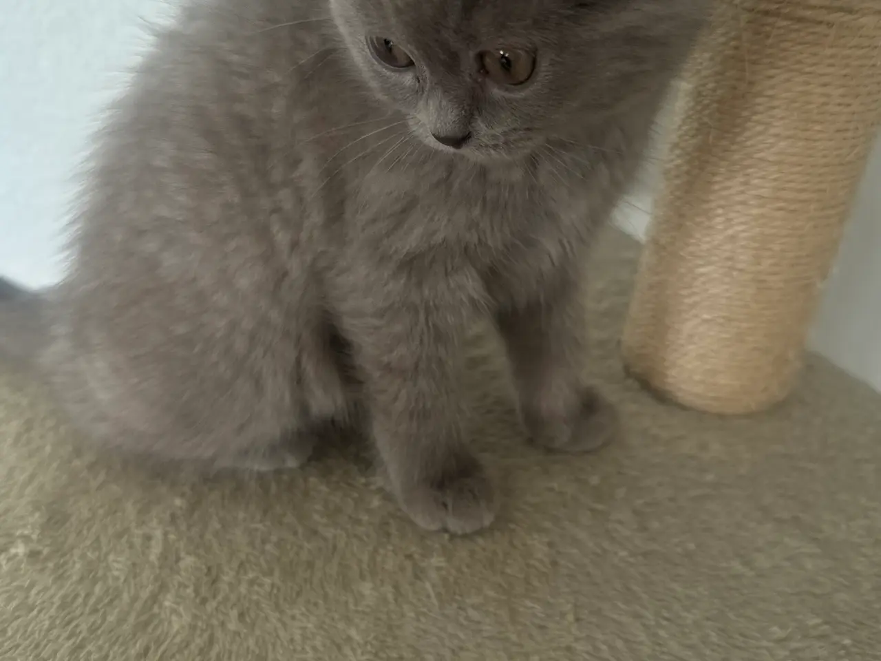 Billede 3 - British shorthair pige (Lilac)