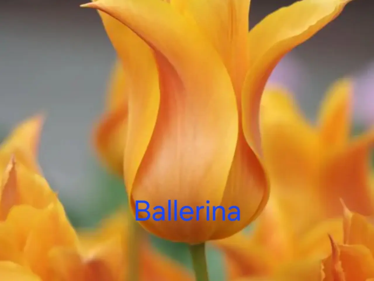 Billede 6 - Tulipanløg str 12+
