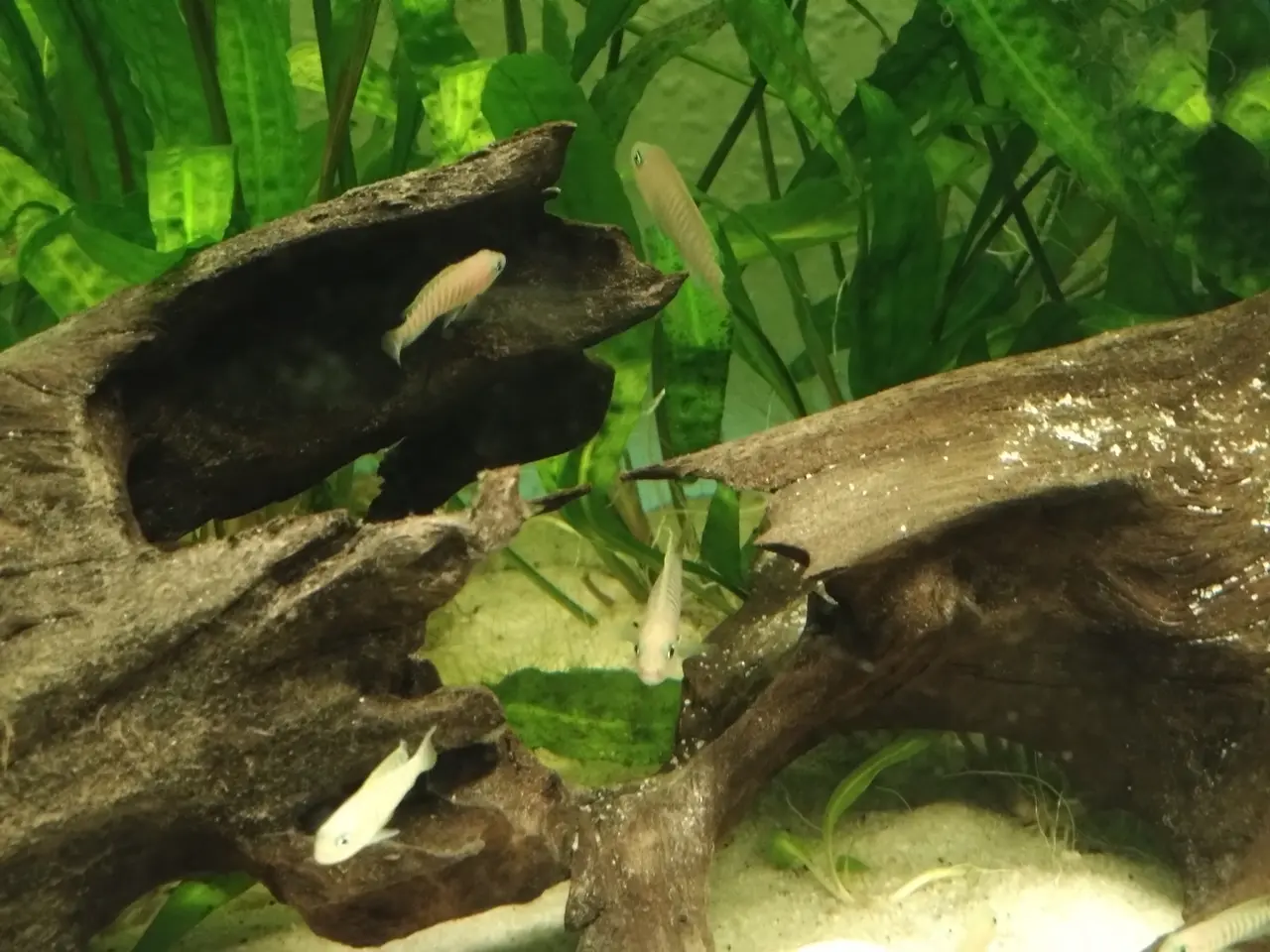 Billede 3 - Neolamprologus Multifasciatus cichlider sælges