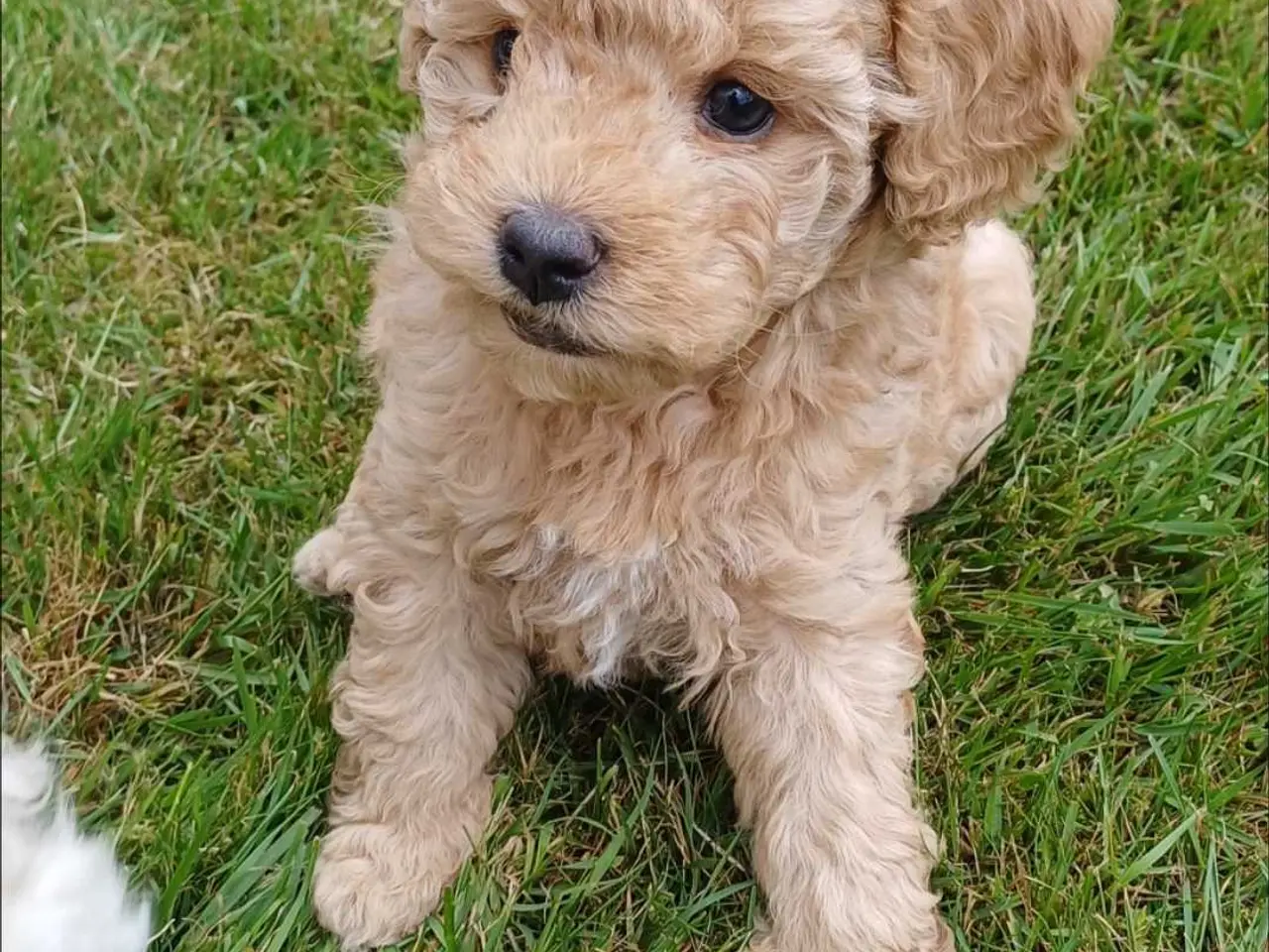 Billede 10 - Doodle / cockapoo hvalpe