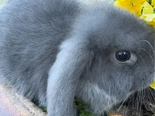 Minilops