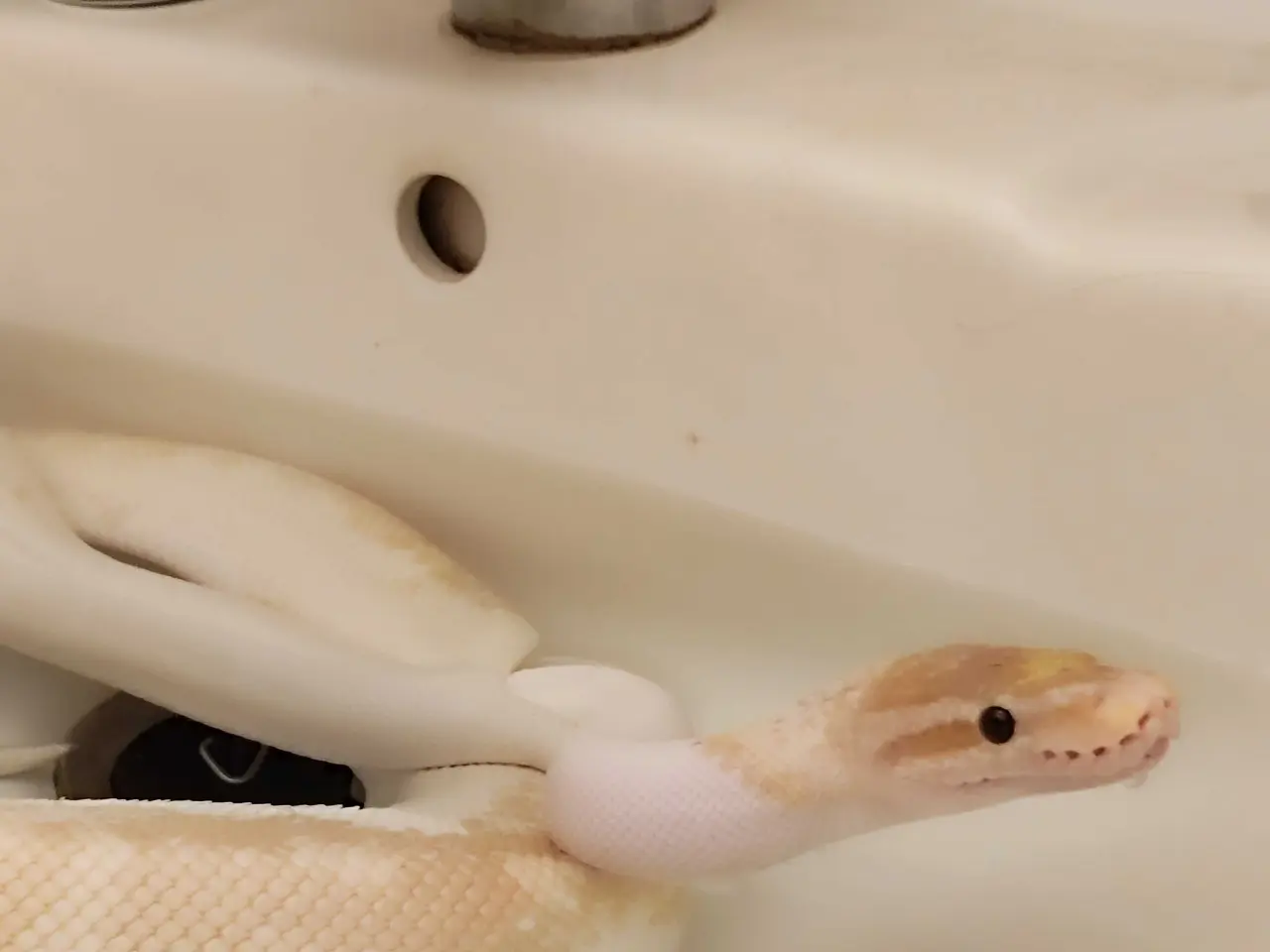 Billede 4 - Konge python avlsgruppe til pied avl