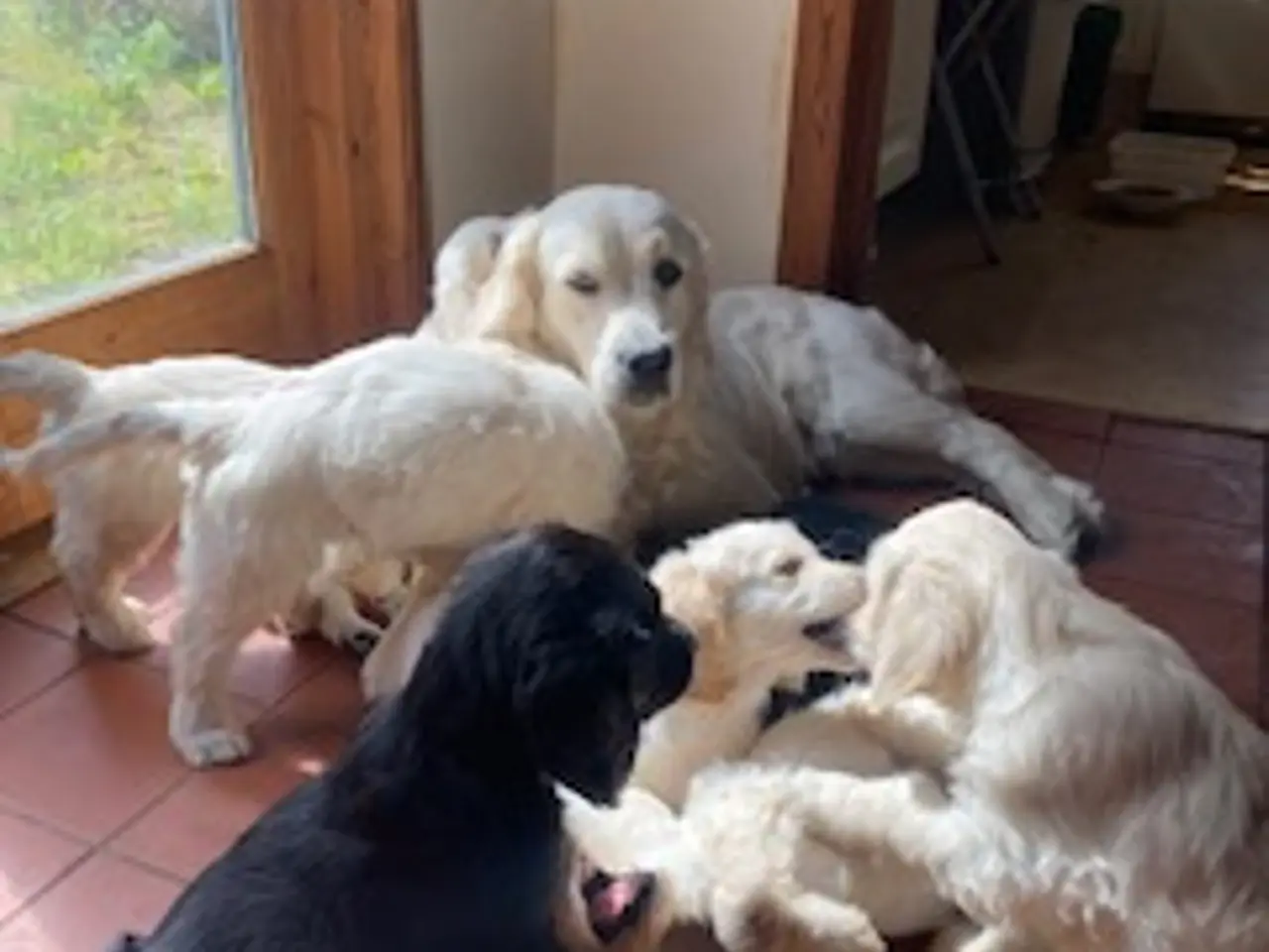 Billede 1 - Doodle retriever hvalpe